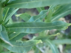 Reseda luteola
