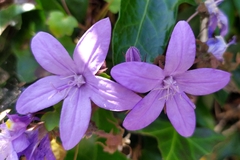 Campanula poscharskyana