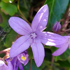 Campanula poscharskyana
