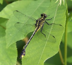 Gomphurus