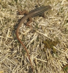 Aspidoscelis costatus