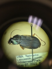 Chlaenius impunctifrons