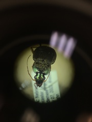 Chlaenius impunctifrons