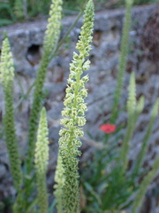 Reseda luteola