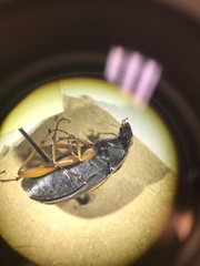 Chlaenius impunctifrons