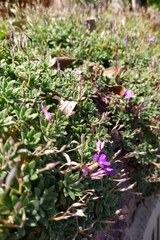 Aubrieta deltoidea
