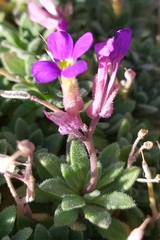 Aubrieta deltoidea