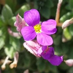 Aubrieta deltoidea