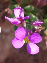 Aubrieta deltoidea