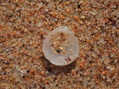Microstagon adamsi