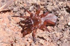 Myrmekiaphila comstocki