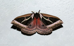 Dirphiopsis multicolor