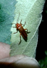 Cantharis cryptica
