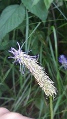 Phyteuma persicifolium