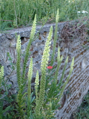 Reseda luteola