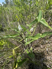 Peltandra sagittifolia