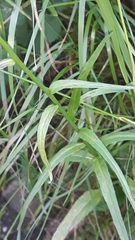 Phyteuma persicifolium