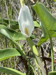 Peltandra sagittifolia