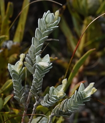 Gnidia imbricata