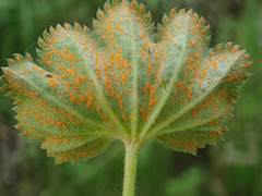 Trachyspora intrusa