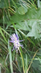 Phyteuma persicifolium