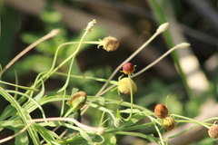 Helenium thurberi