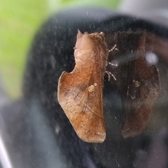 Hemiceratinae