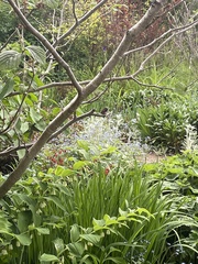 Selasphorus calliope