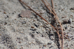 Cicindela abdominalis