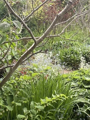 Selasphorus calliope