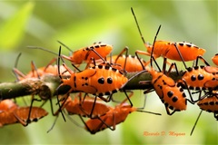 Sephina