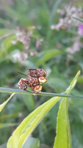 Conopidae