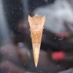 Hemiceratinae