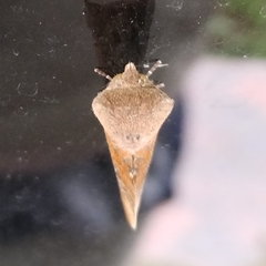 Hemiceratinae