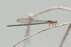 Pseudagrion jedda