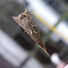 Hemiceratinae