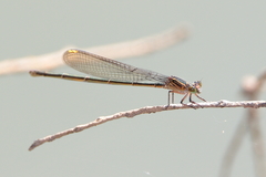 Pseudagrion jedda