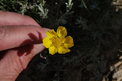 Thelesperma subnudum