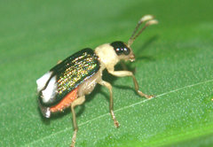 Paratriarius curtisii