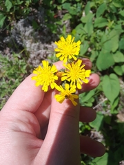 Pilosella piloselloides