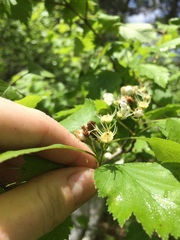 Crataegus fluviatilis