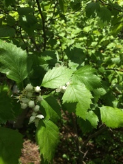 Crataegus fluviatilis