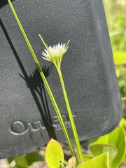 Rhynchospora pallida