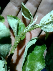Aphis pomi