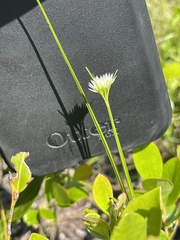 Rhynchospora pallida