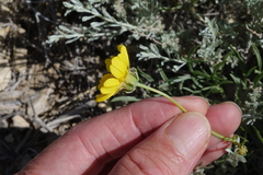 Thelesperma subnudum