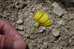 Thelesperma subnudum