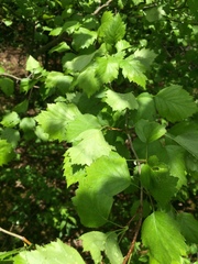 Crataegus fluviatilis