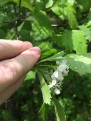 Crataegus fluviatilis