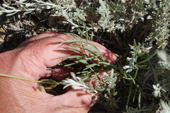 Thelesperma subnudum